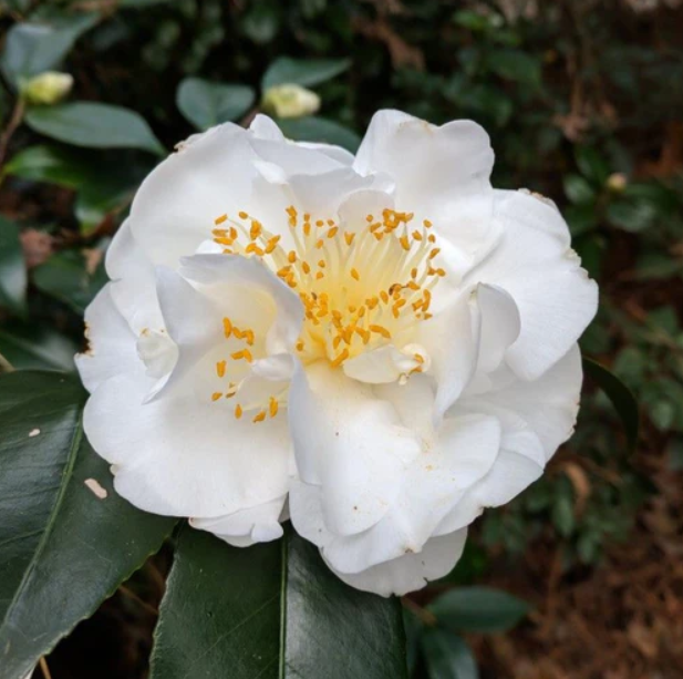 Victory White Camellia