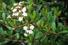 Walters Viburnum