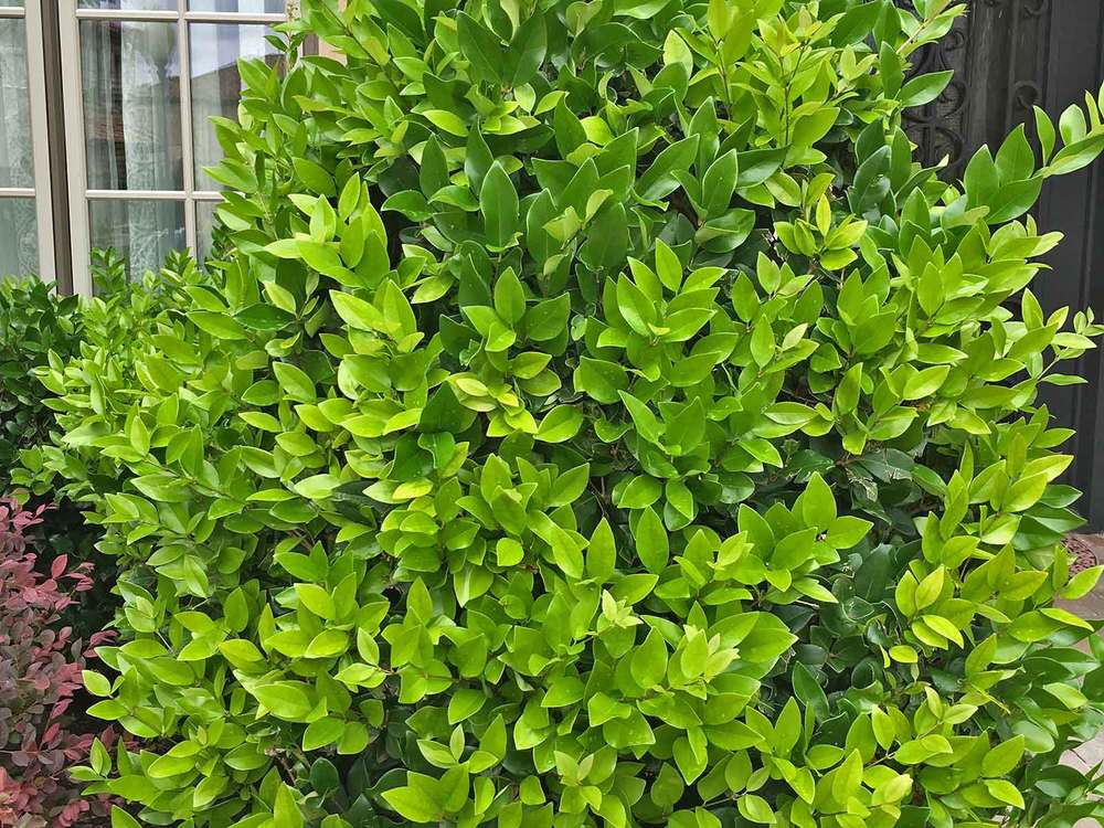 Waxleaf Ligustrum