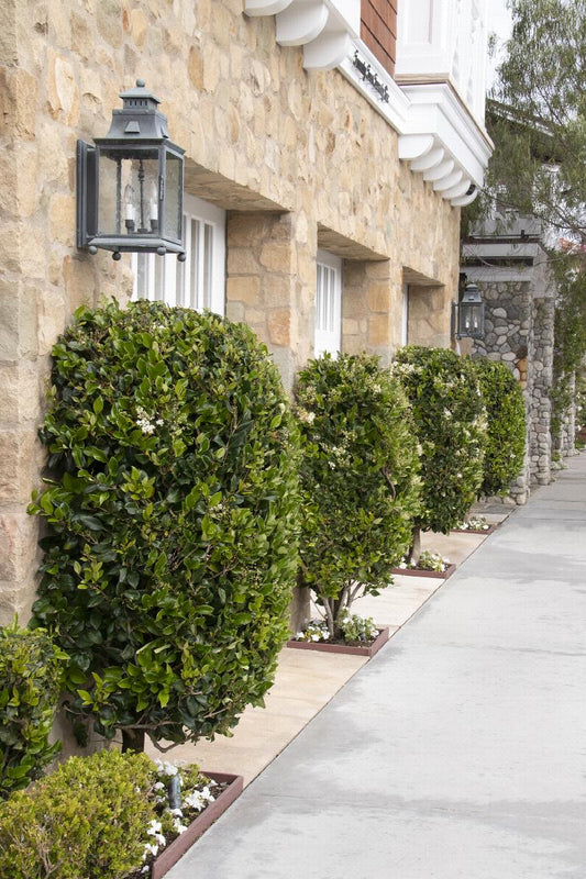 Waxleaf Ligustrum