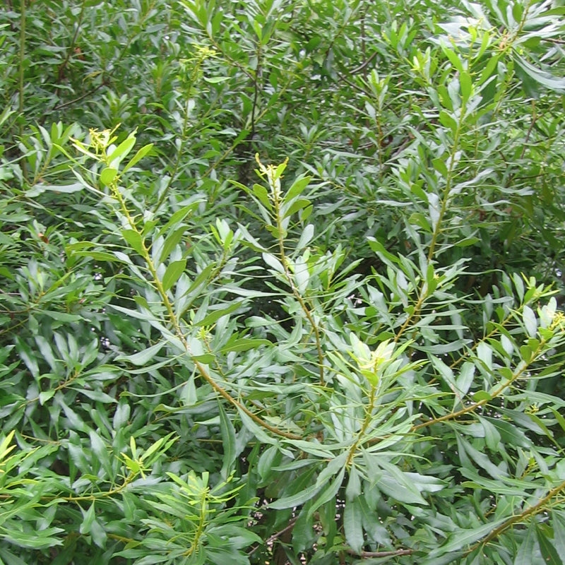 Wax Myrtle
