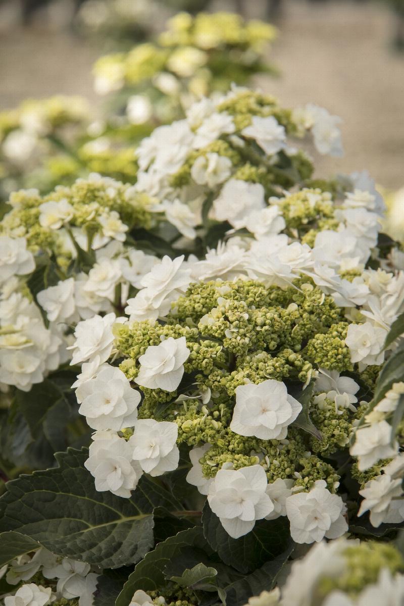 Wedding Gown Hydrangea
