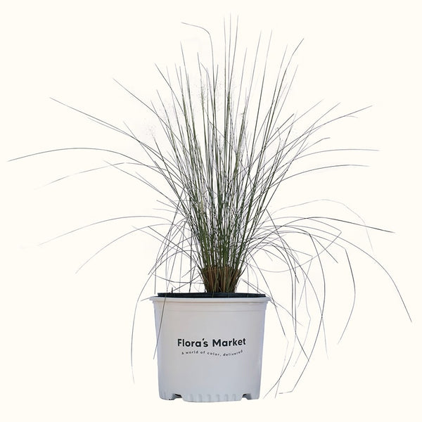 White Muhly Grass