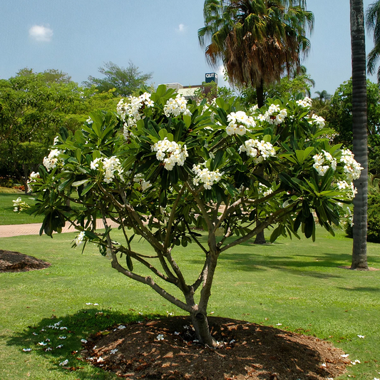 Plumeria