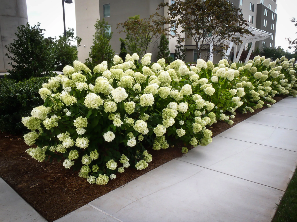 White Wedding Hydrangea