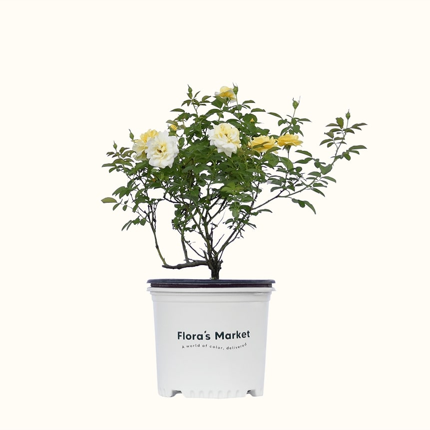 Yellow Brick Road Rose