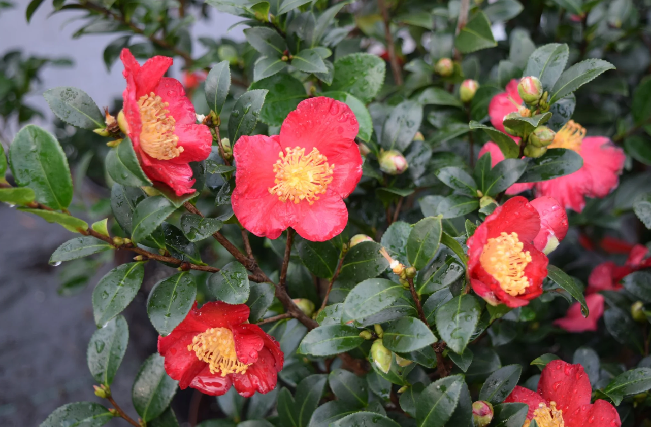 Yuletide Camellia