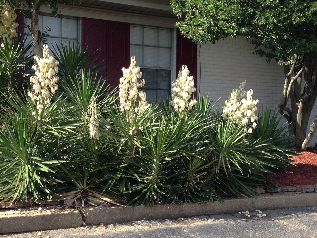 Adam's Needle Yucca