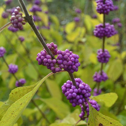 American Beautyberry