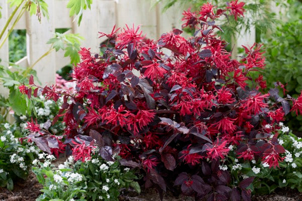 Chang Nian Hong Loropetalum