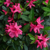 Autumn Sundance Azalea