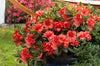 Autumn Sunset Azalea