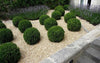 Baby Gem Boxwood
