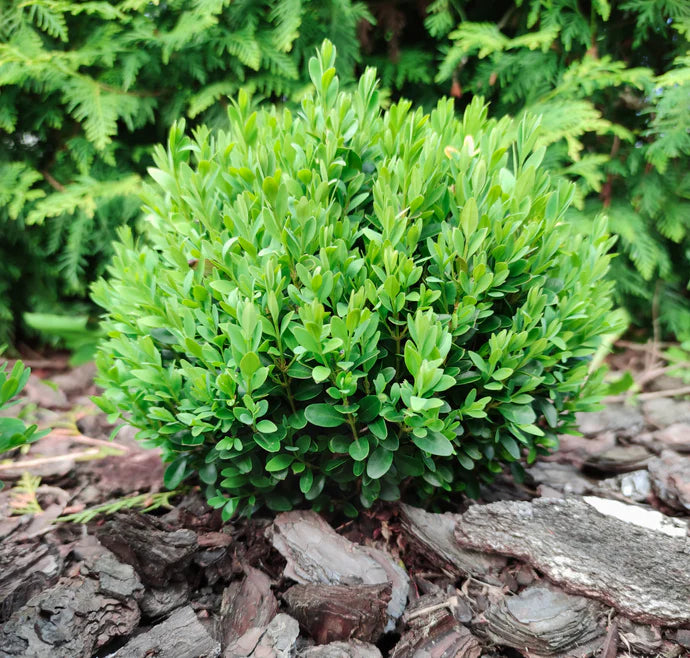Baby Gem Boxwood