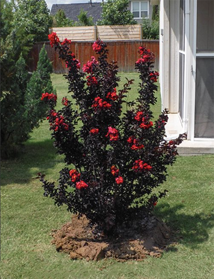 Best Red Crape Myrtle