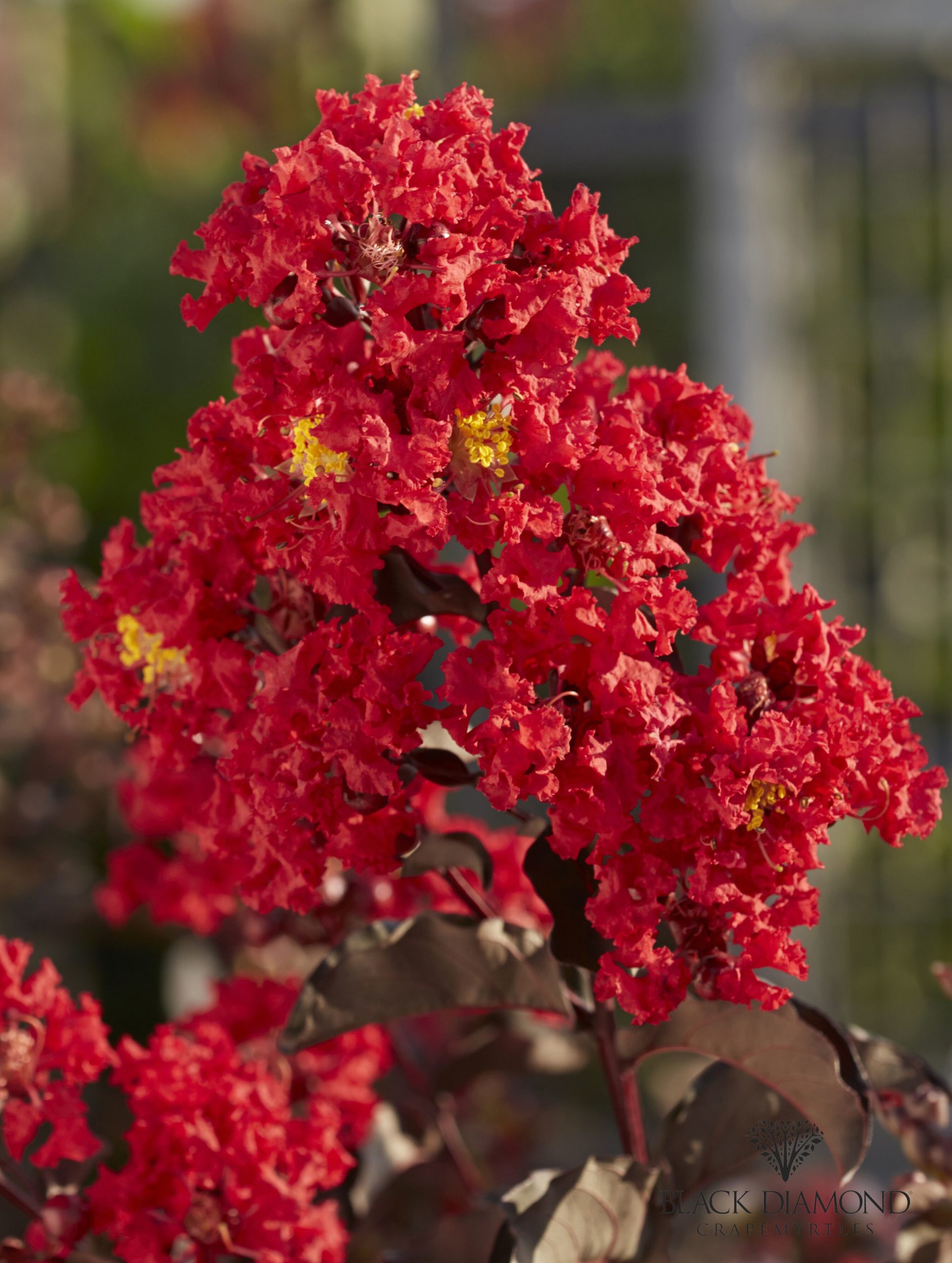 Best Red Crape Myrtle