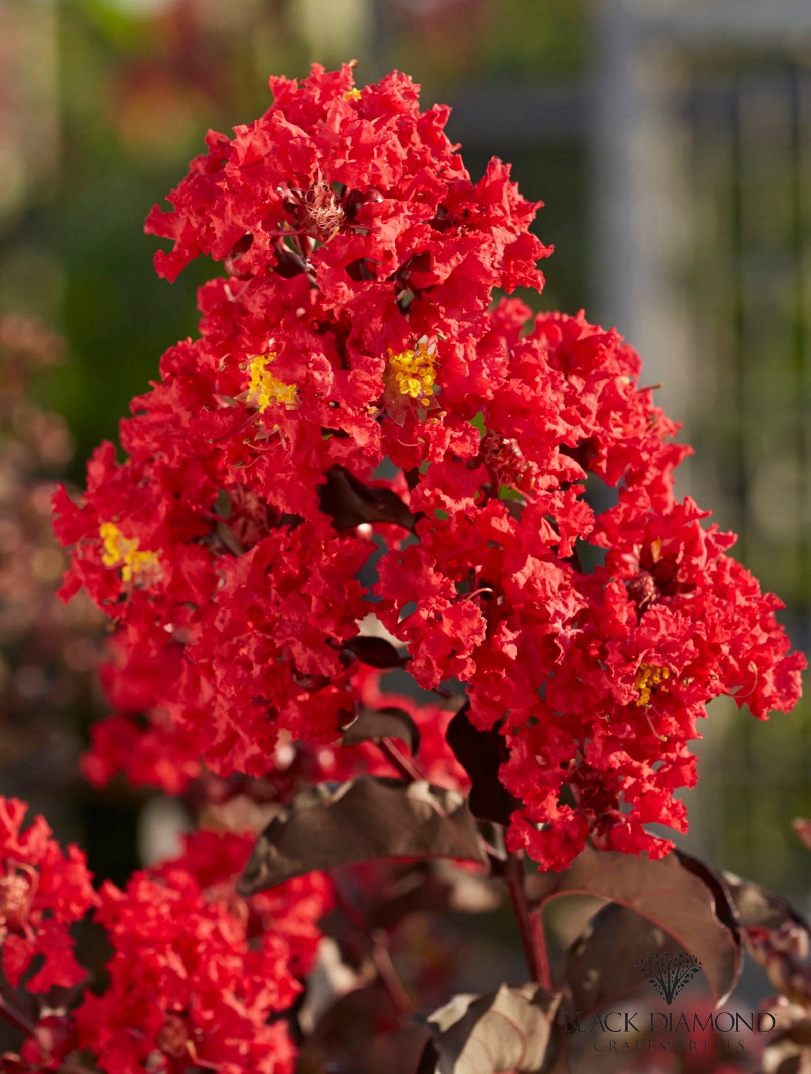 20 Bright Red Crape Myrtle Seeds – Rare Flowering Tree, Easy Grow, USA Seller