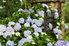 Big Daddy Hydrangea