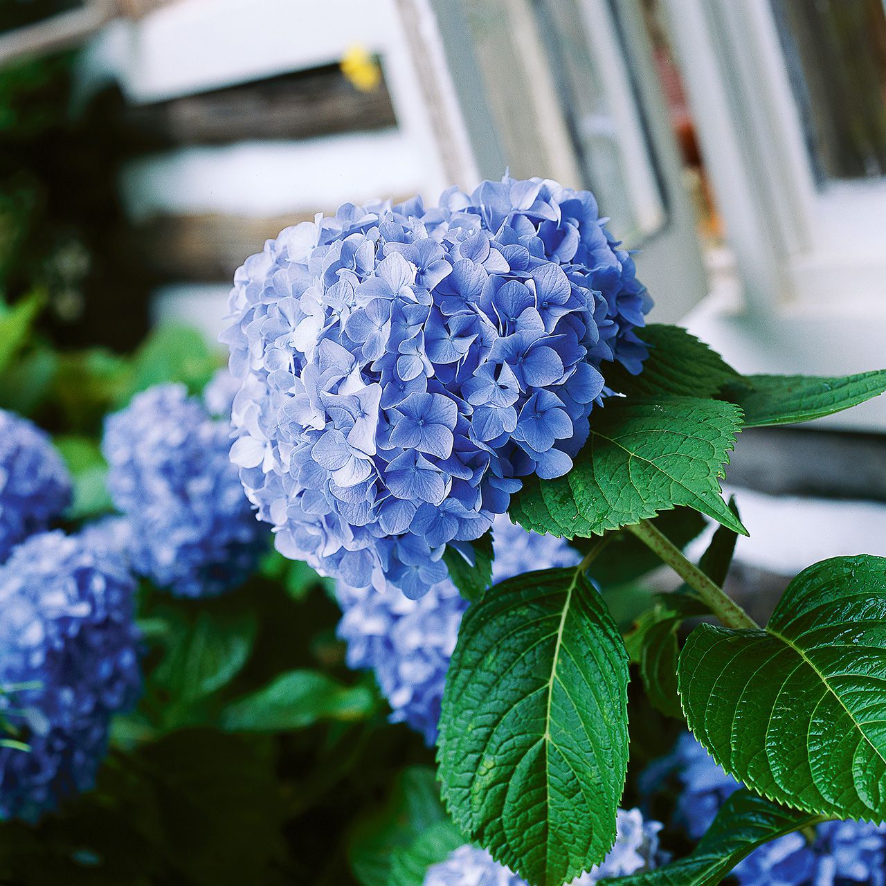 Big Daddy Hydrangea