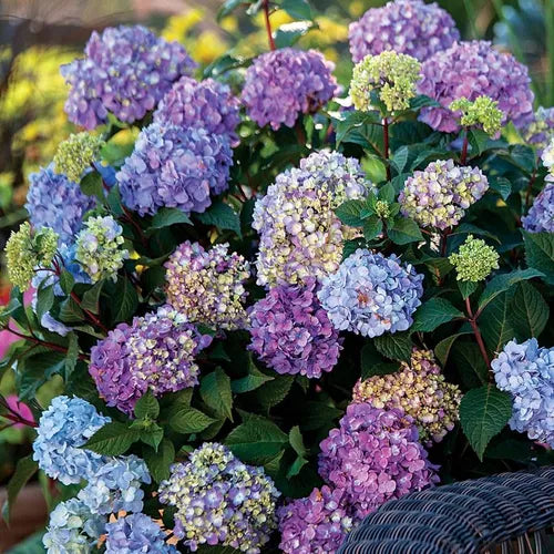 BloomStruck Hydrangea
