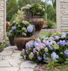 BloomStruck Hydrangea
