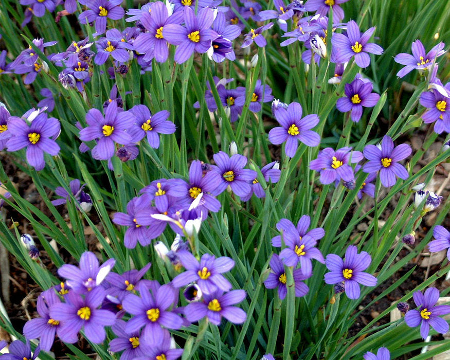 Blue-eyed Grass