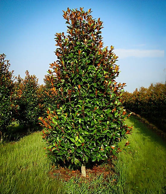 Bracken's Brown Beauty Magnolia