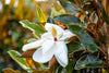 Bracken's Brown Beauty Magnolia