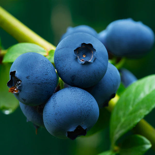 Brightwell Blueberry