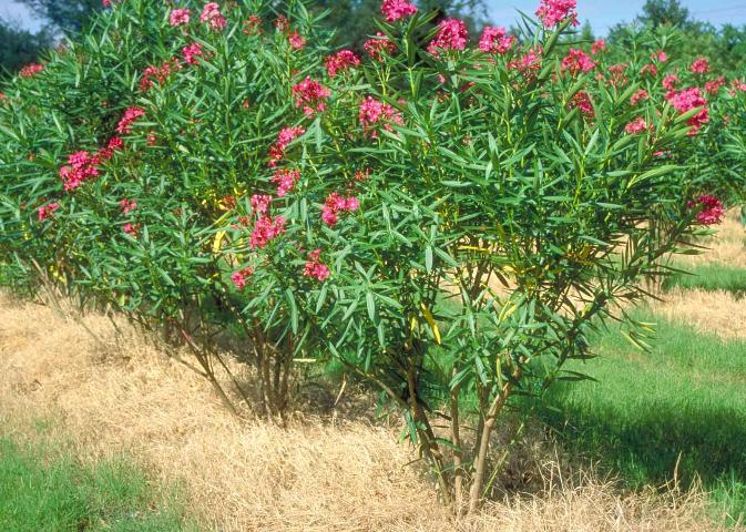Calypso Oleander