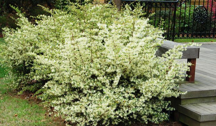 Carolina Midnight Loropetalum