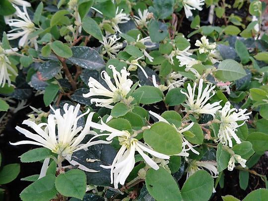 Carolina Midnight Loropetalum