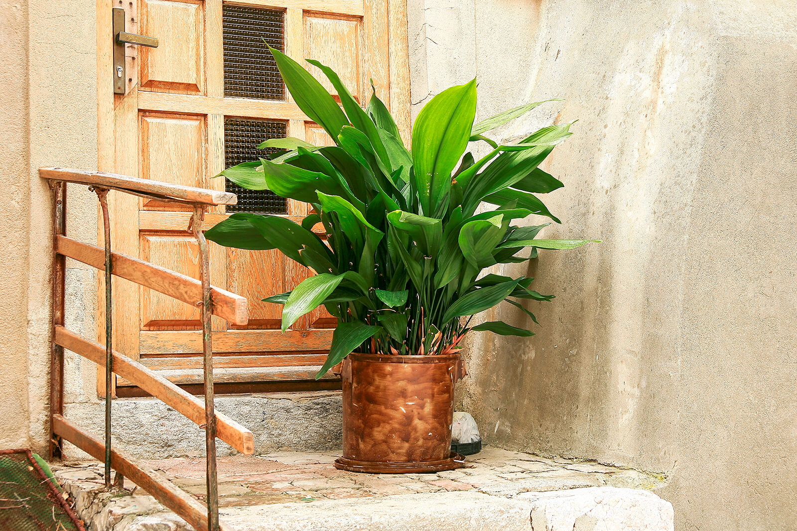 indoor cast iron plant Aspidistra Cast Iron Plant #3