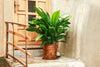 Cast Iron Plant