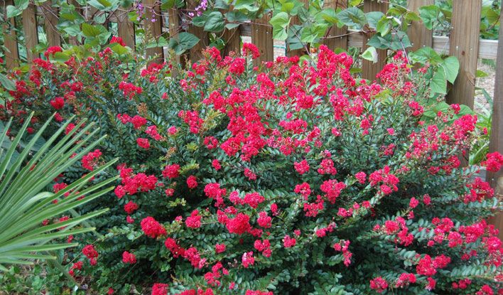 Cherry Dazzle Crape Myrtle