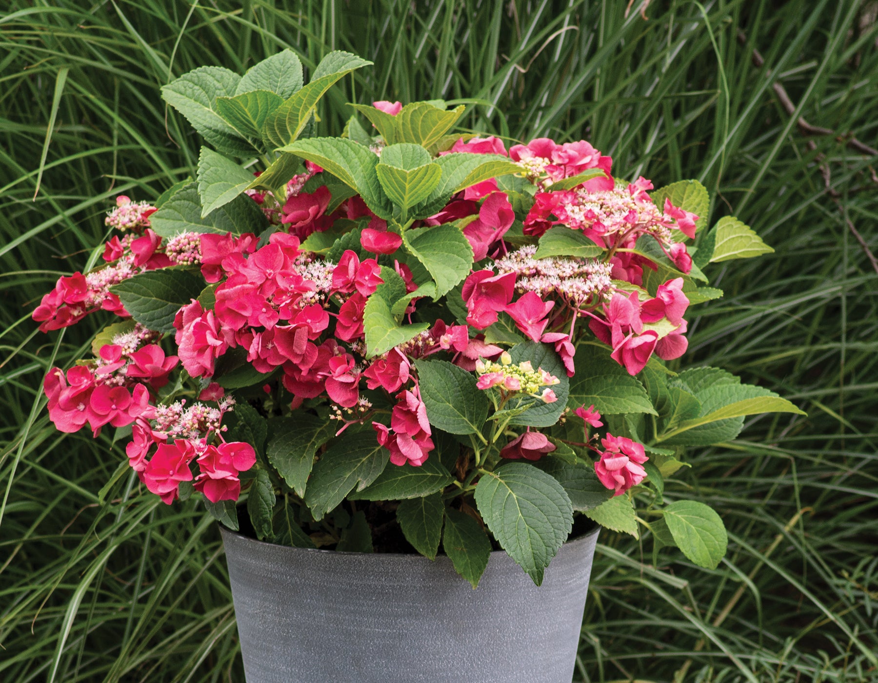 Cherry Explosion Hydrangea