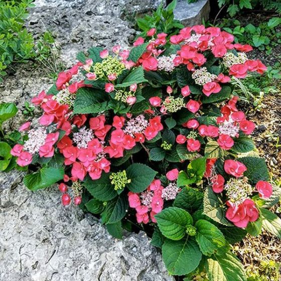Cherry Explosion Hydrangea