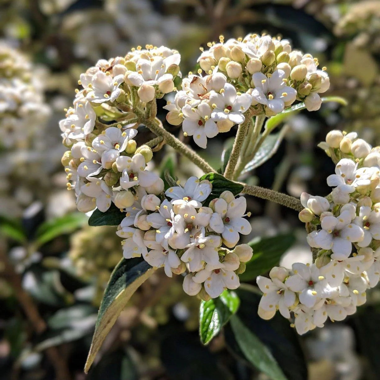 Chindo Viburnum