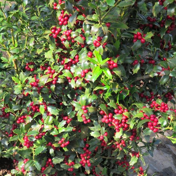 Christmas Jewel Holly