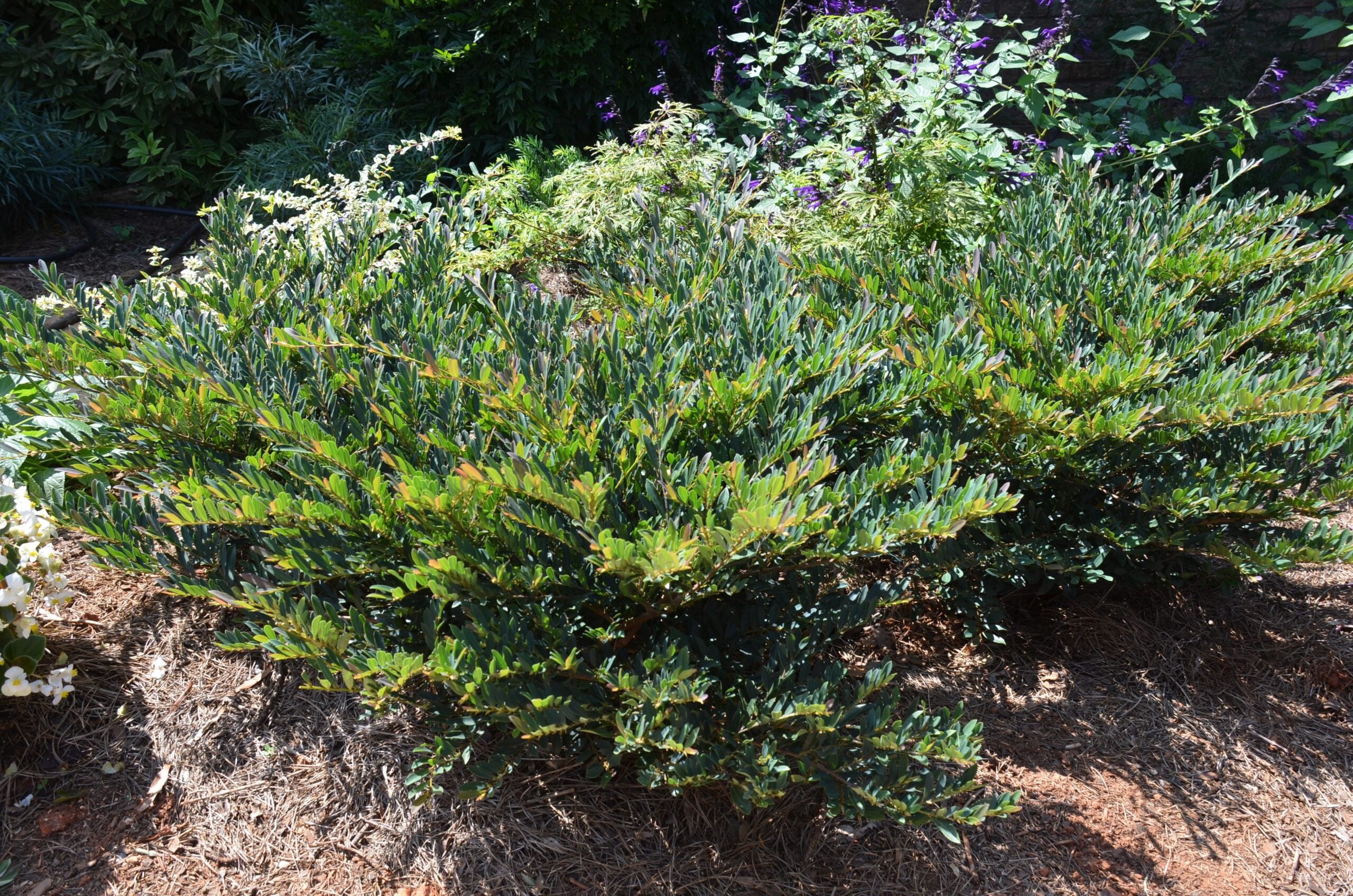 Cinnamon Girl Distlylium