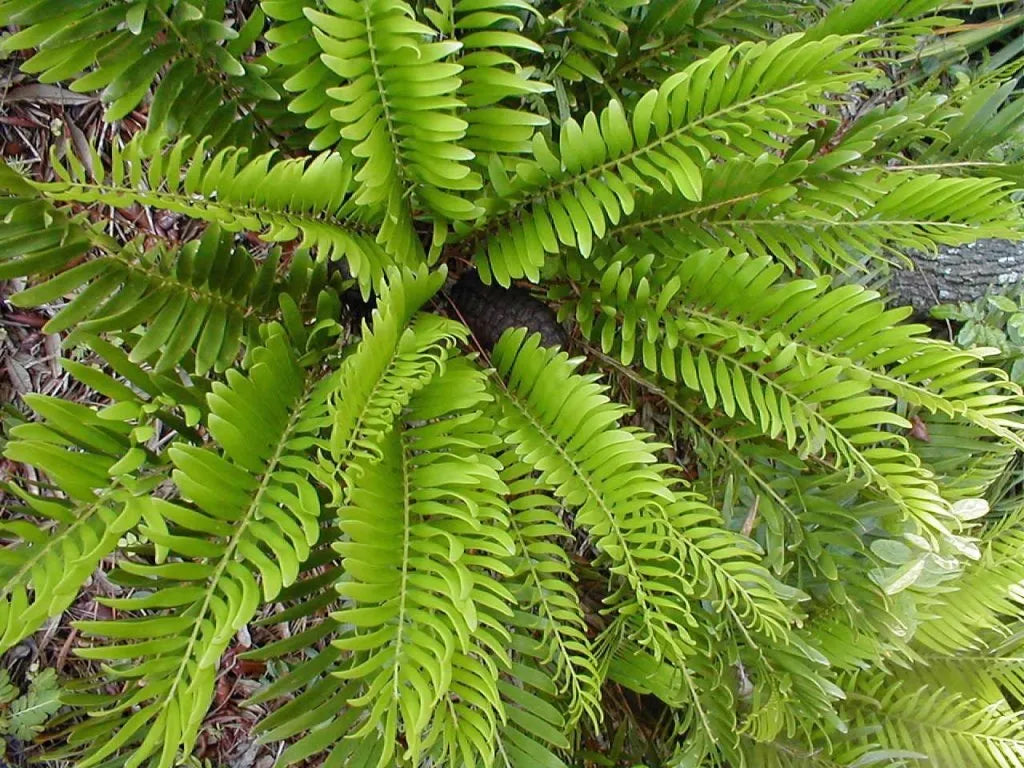 Coontie Palm