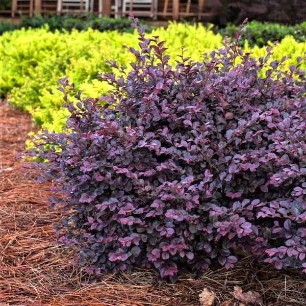 Crimson Fire Loropetalum