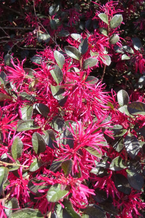 Crimson Fire Loropetalum