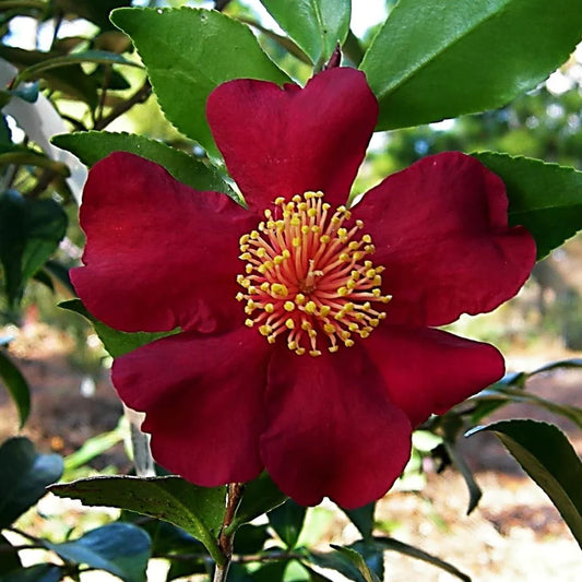 Crimson N' Clover Camellia