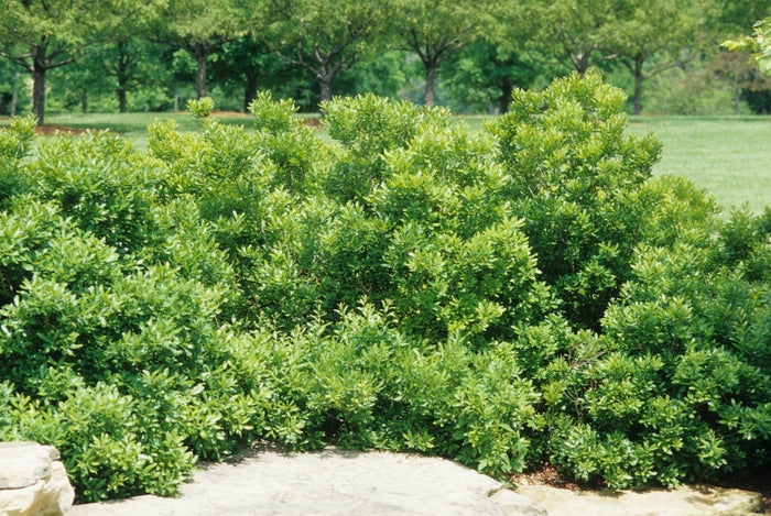 Don's Dwarf Wax Myrtle