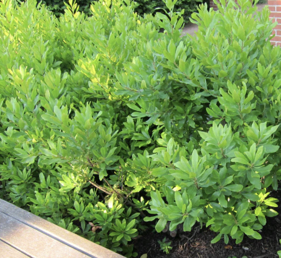 Don's Dwarf Wax Myrtle