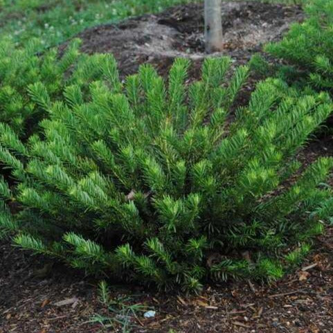 Dukes Gardens Japanese Plum Yew