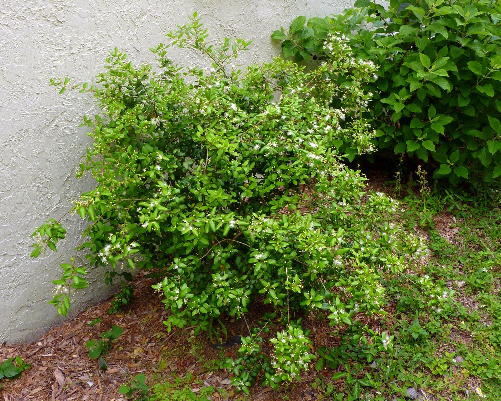 Dwarf Simpson's Stopper