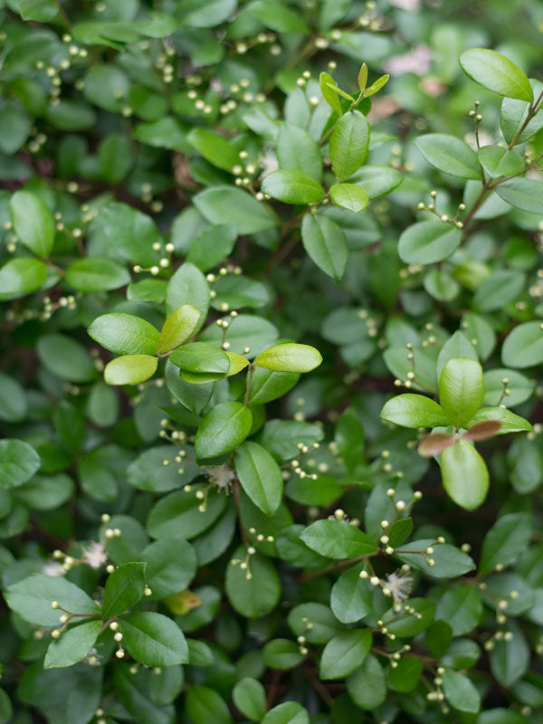 Dwarf Simpson's Stopper