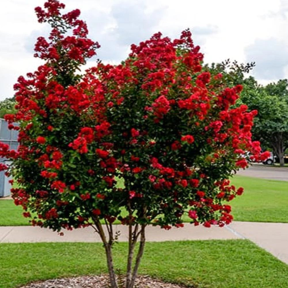 Dynamite Crape Myrtle